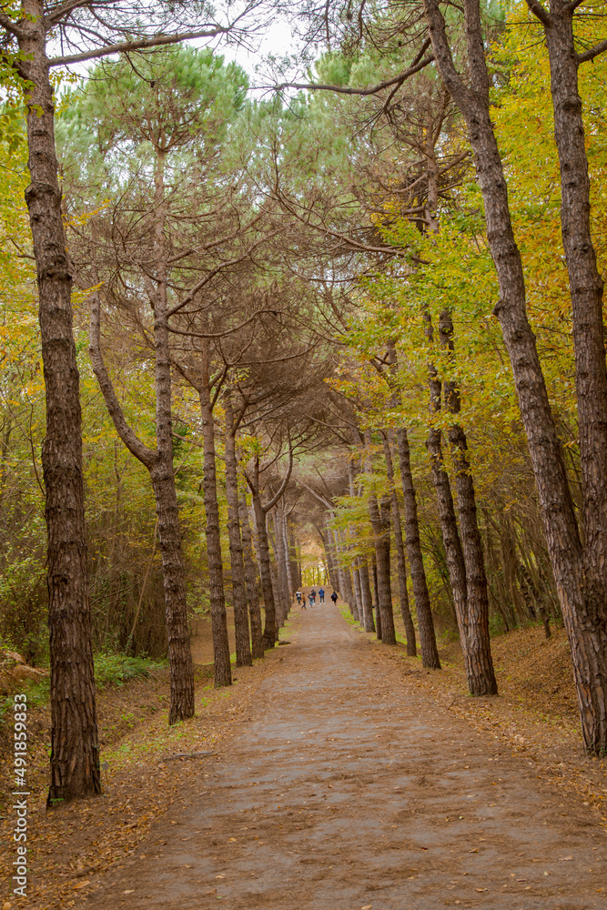 Beautiful fall scene in the forest: Autumn nature reflection.. Vivid morning in colorful park with branches of trees. sunlight and colorful leaves. İstanbul Turkey Beautiful fall scene in the forest: Autumn nature reflection.. Vivid morning in colorful park with branches of trees. sunlight and colorful leaves. İstanbul Turkey