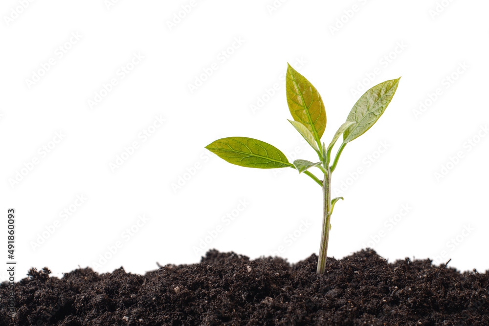 small sprout in the ground on an isolated green background small sprout in the ground on an isolated green background