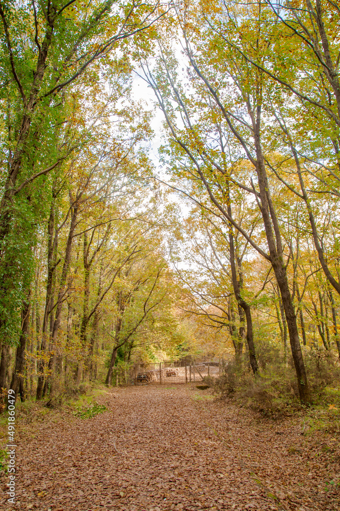 Beautiful fall scene in the forest: Autumn nature reflection.. Vivid morning in colorful park with branches of trees. sunlight and colorful leaves. İstanbul Turkey Beautiful fall scene in the forest: Autumn nature reflection.. Vivid morning in colorful park with branches of trees. sunlight and colorful leaves. İstanbul Turkey