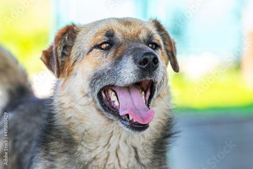 Big brown dog with open mouth in summer during the heat
