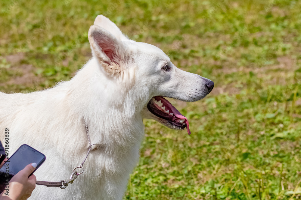 Dog of the white swiss shepherd breed  near his mistress during a walk in the park. Girl with a phone near her dog