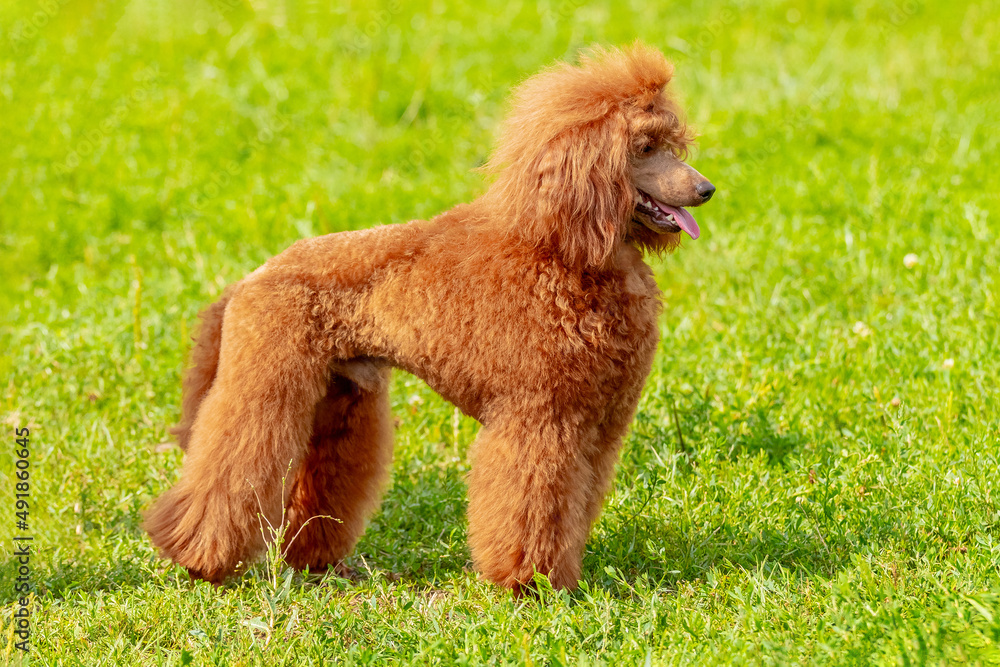 Fototapeta premium Orange poodle during a walk in the park in sunny weather