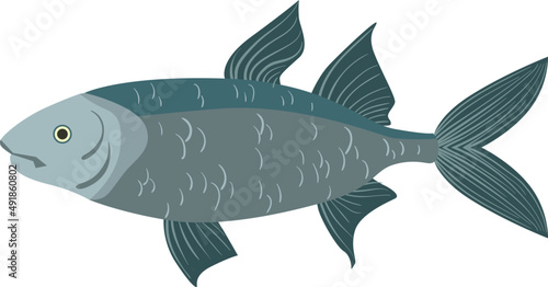Fish as Aquatic, Craniate, Gill-bearing Animal with Fins Side View Closeup