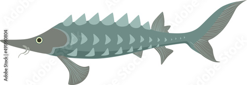 Fish as Aquatic, Craniate, Gill-bearing Animal with Fins Side View Closeup