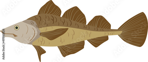 Fish as Aquatic, Craniate, Gill-bearing Animal with Fins Side View Closeup