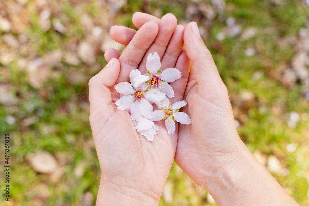Top view of woman hands holding almond trees flowers in springtime. Horizontal aerial view of unrecognizable woman with white almond tree flowers. Nature and springtime blooming flowers. Top view of woman hands holding almond trees flowers in springtime. Horizontal aerial view of unrecognizable woman with white almond tree flowers. Nature and springtime blooming flowers.