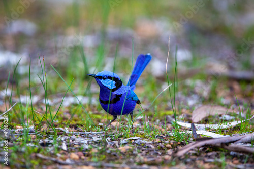 Splendid Blue Wren