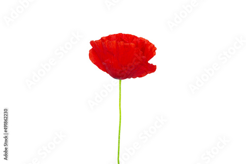 Fototapeta Naklejka Na Ścianę i Meble -  Bright red Poppy flower head isolated on white background. Remembrance Day. High quality photo.