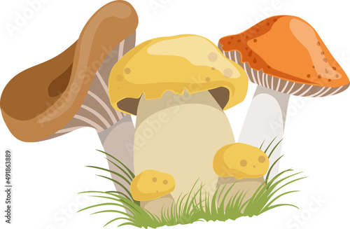 Autumn Mushrooms or Toadstool with Cap and Stem Growing in Green Grass