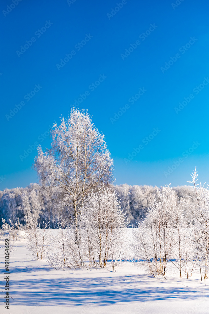 landscape forest frosty in winter landscape forest frosty in winter