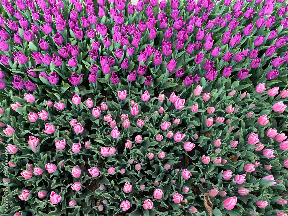 Fototapeta premium pink flowers tulips background