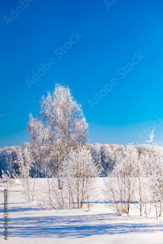 landscape forest frosty in winter