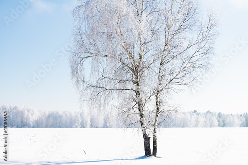 landscape forest frosty in winter