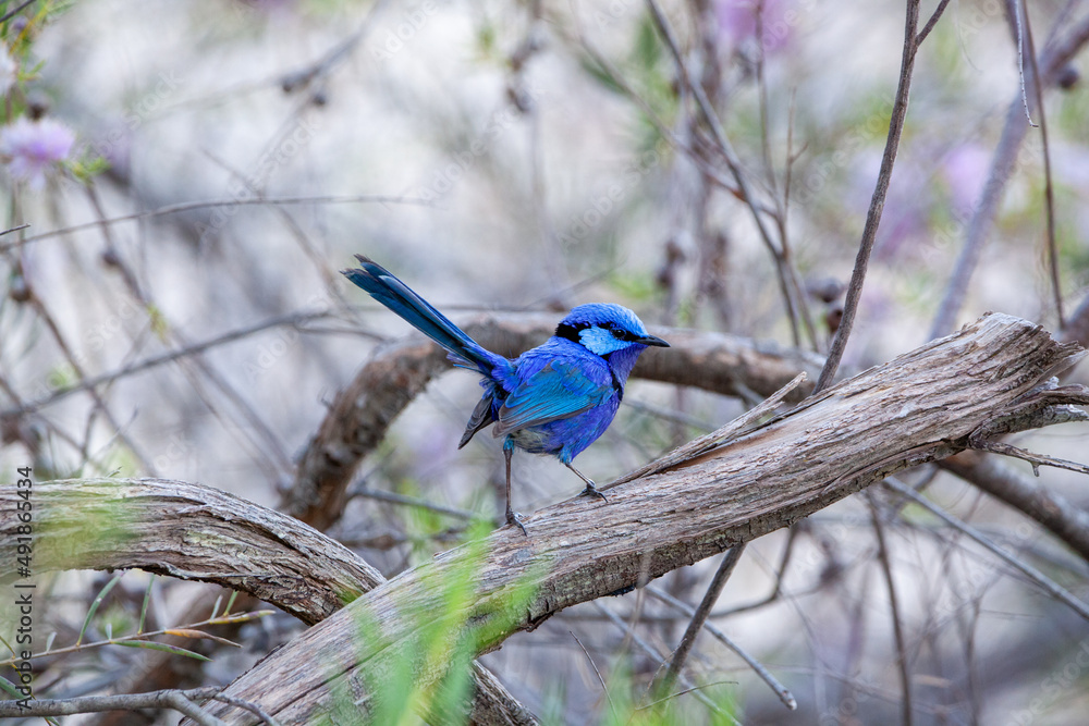 Obraz premium Splendid Blue Wren