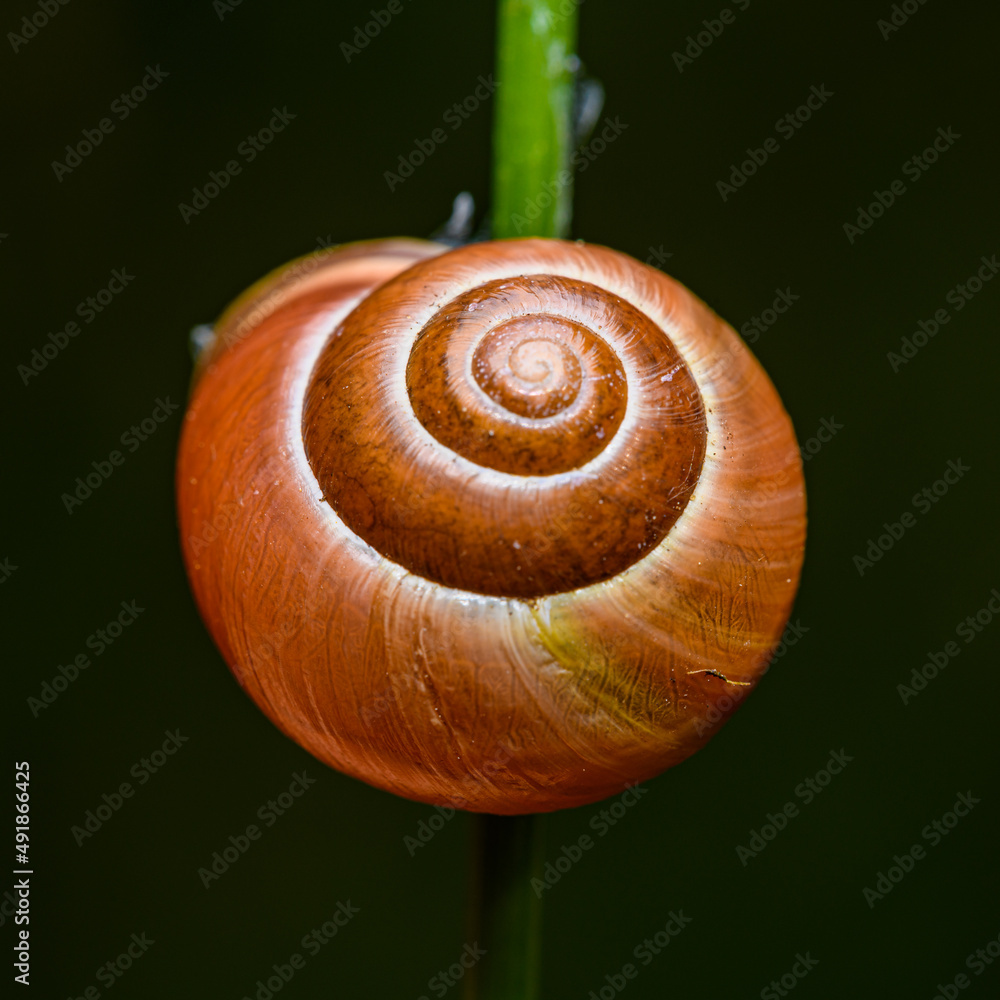 white-lipped snail or garden banded snail (Cepaea hortensis) on grass white-lipped snail or garden banded snail (Cepaea hortensis) on grass