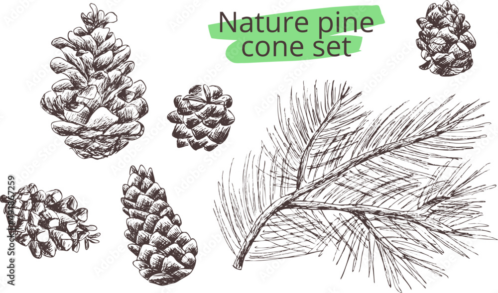 Hand drawn vintage vector sketch nature pine cone set. Contour ...