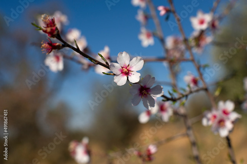 Ramas de almendro en flor © Cristina