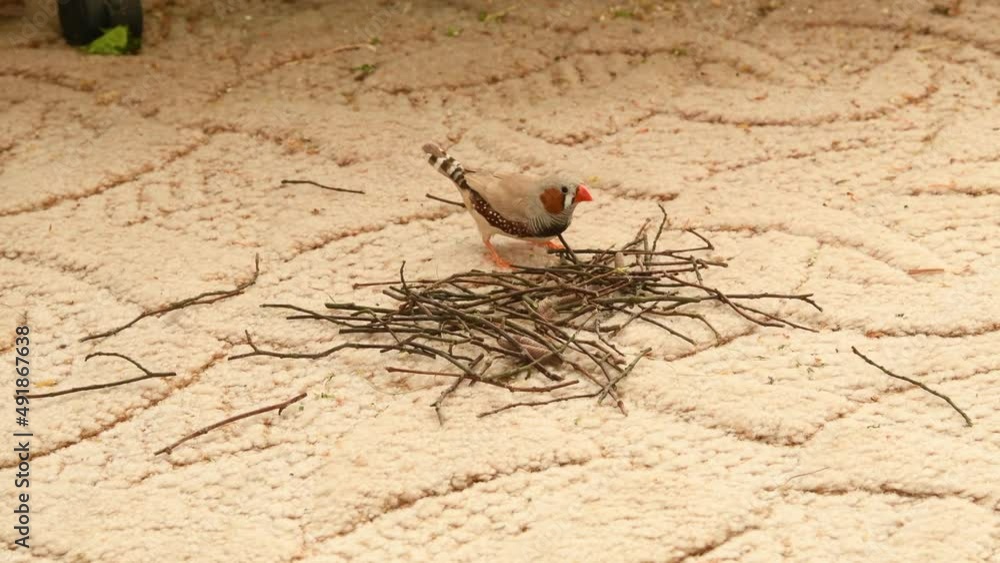 male zebra finches collecting twigs for nesting material, two of them