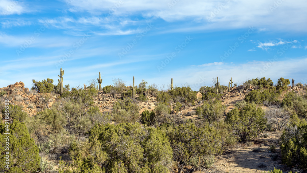 Saguaro Cactus, Carnegiea gigantea, along a mountain top in the Arizona desert.