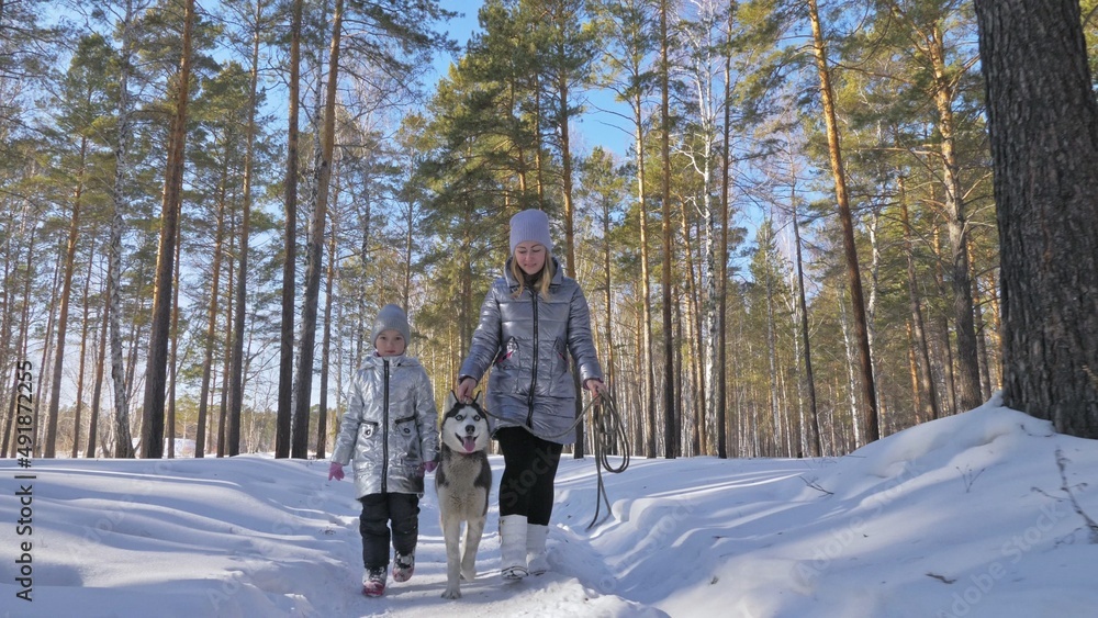 Naklejka premium Woman and small child walking running in winter forest with of husky dog. Young mother with daughter in park with huskies dog. Friendship pet and human. Siberian husky dog in snow winter nature.