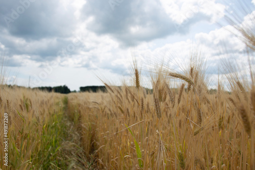 field of wheat