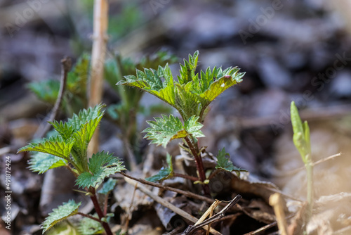 Urtica dioica, often called common nettle, stinging nettle, or nettle leaf, a young plant in a forest in a clearing.