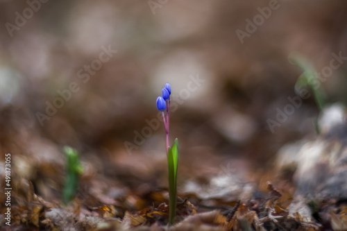Scilla is a blue spring flower. Scilla blooms in early spring in the forest. Blue flower in sunlight close-up on blurry background, macro.