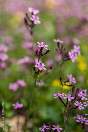 Close up of pink delicate wildflower Silene aegyptiaca, Egyptian Campion, Egyptian Catchfly growing in Israel 