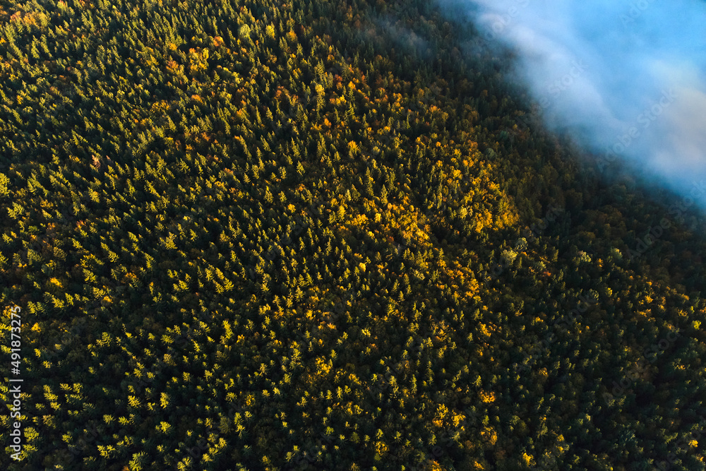 Aerial view of dark mixed pine and lush forest with green and yellow trees canopies in autumn mountain woods Aerial view of dark mixed pine and lush forest with green and yellow trees canopies in autumn mountain woods