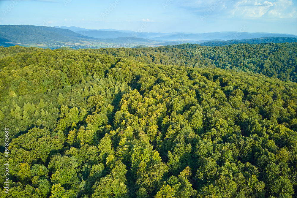 Aerial view of mountain hills covered with dense green lush woods on bright summer day