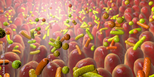 Human intestine with intestinal bacteria photo