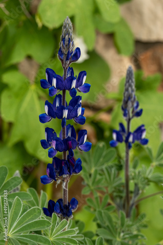 Beautiful blue Lupine wildflower on a natural green background that grows in Israel
