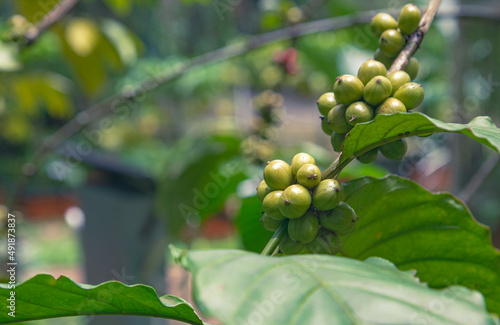 Coffee beans, fruit ripen on a tree, fresh coffee, fresh red berry, cherry branch, Arabica, Robusta, kopi farm and plantations industry agriculture on tree are ready to be harvested from the plants
