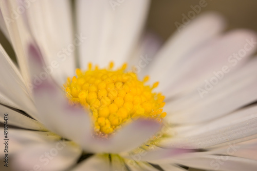 Closeup of a daisy in the garden photo
