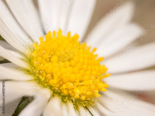 Closeup of a daisy in the garden photo