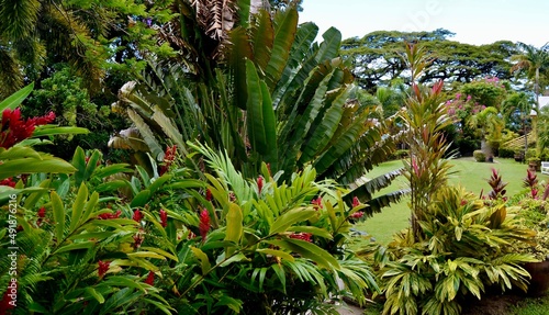 Tropical Caribbean Garden on St Kitts 