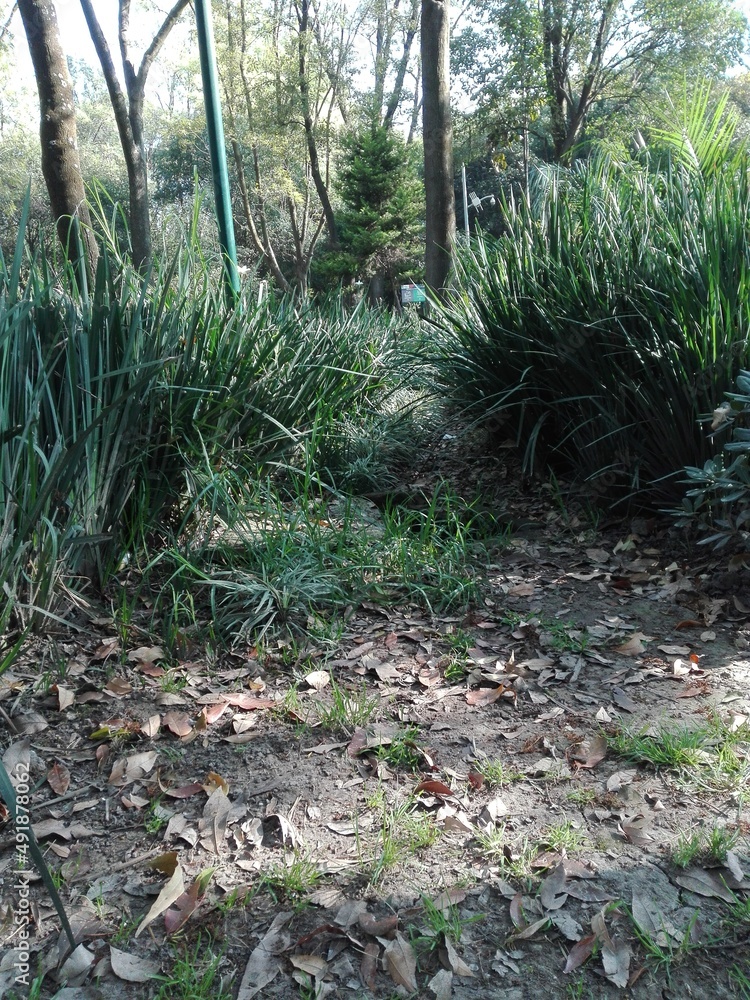 Fototapeta premium path in the forest,camino en el bosque