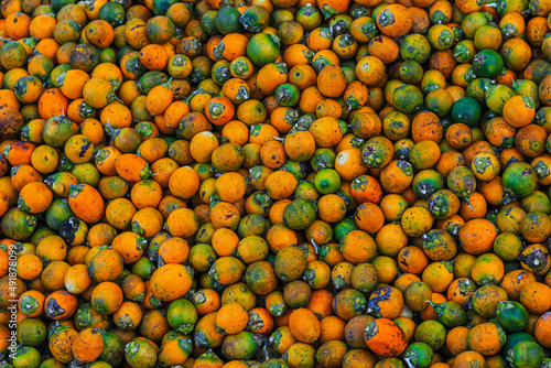 Orange betel nuts or Areca catechu nut fruit bunches in its palm tree. Betel nut is the seed of the fruit of the areca palm. Areca nut aka betel nut at a market for sale. photo