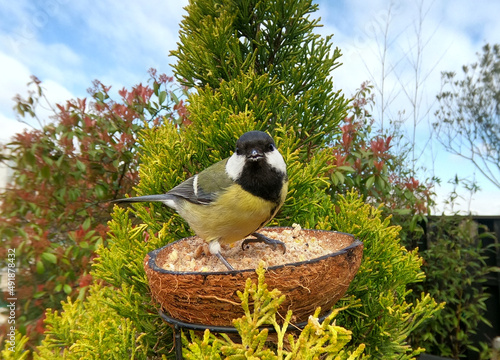 Mésange charbonnière