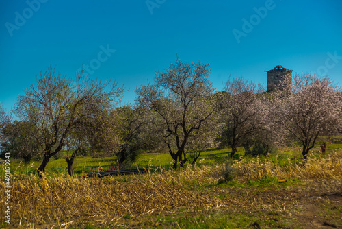 KIZLAN  MUGLA  TURKEY  Blooming almond tree and turkish traditional old windmills in the village of Kizlan  near Datca.