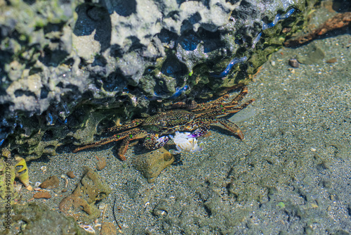 Common green grey striped sea crab on the beach. Common green grey striped sea crab hiding in the crack of the coral reef wall.