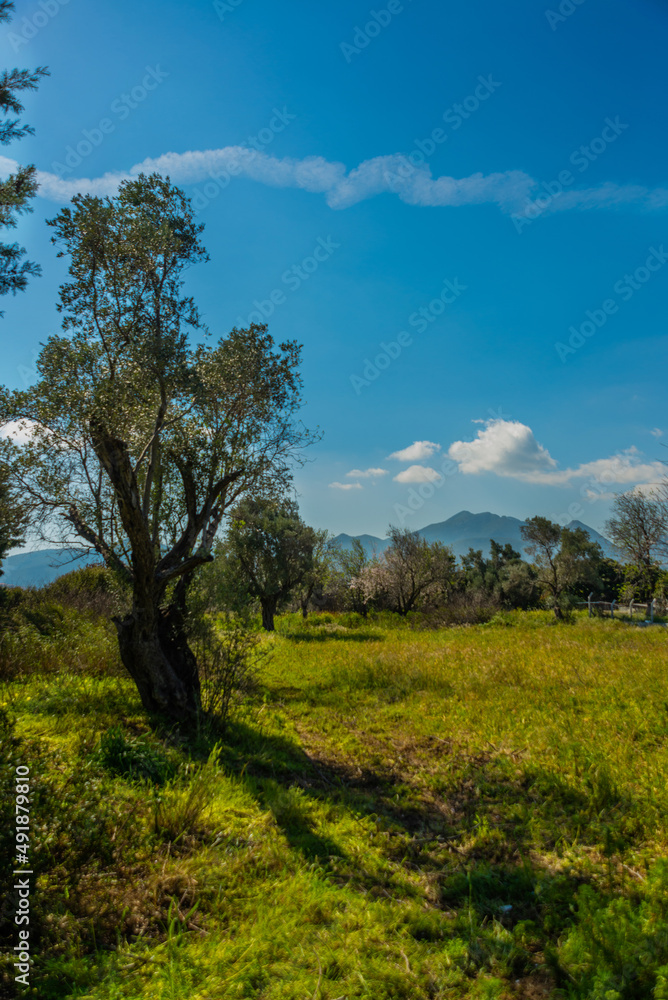 KIZLAN, MUGLA, TURKEY: Spring landscape with a view of the flowering almond tree in the village of Kizlan. KIZLAN, MUGLA, TURKEY: Spring landscape with a view of the flowering almond tree in the village of Kizlan.