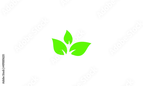 green plant isolated on white