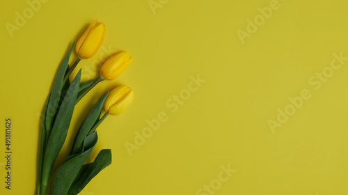 Yellow tulips on a blue background. Spring flowers as a symbol of Ukraine.