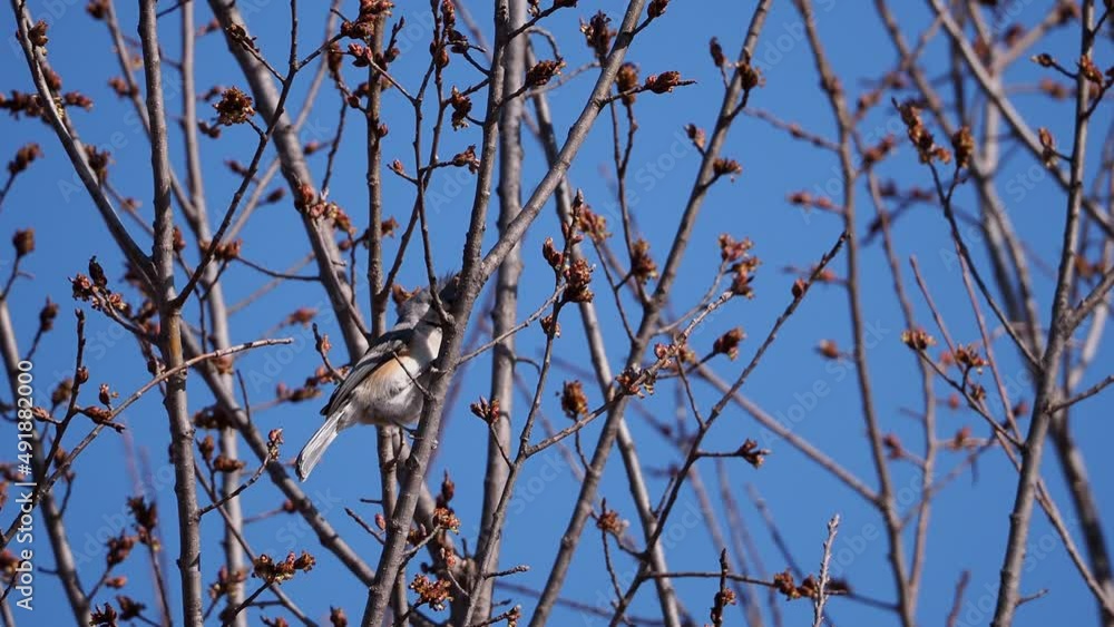 Close up shot of Tufted titmouse eating on a tree Close up shot of Tufted titmouse eating on a tree
