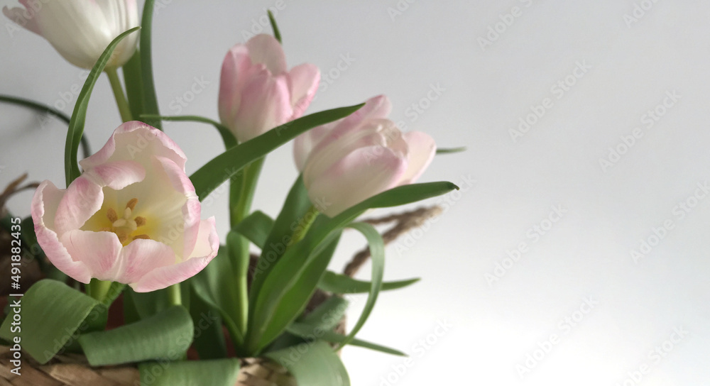 A bouquet of fresh pink tulips in a basket on a gray background. There is a place for the text. A bouquet of fresh pink tulips in a basket on a gray background. There is a place for the text.