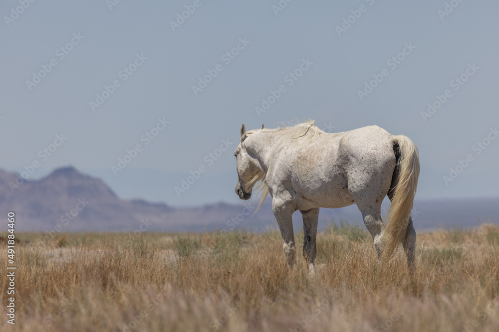 Wild Horse Stallion in the Utah Desert in Summer Wild Horse Stallion in the Utah Desert in Summer