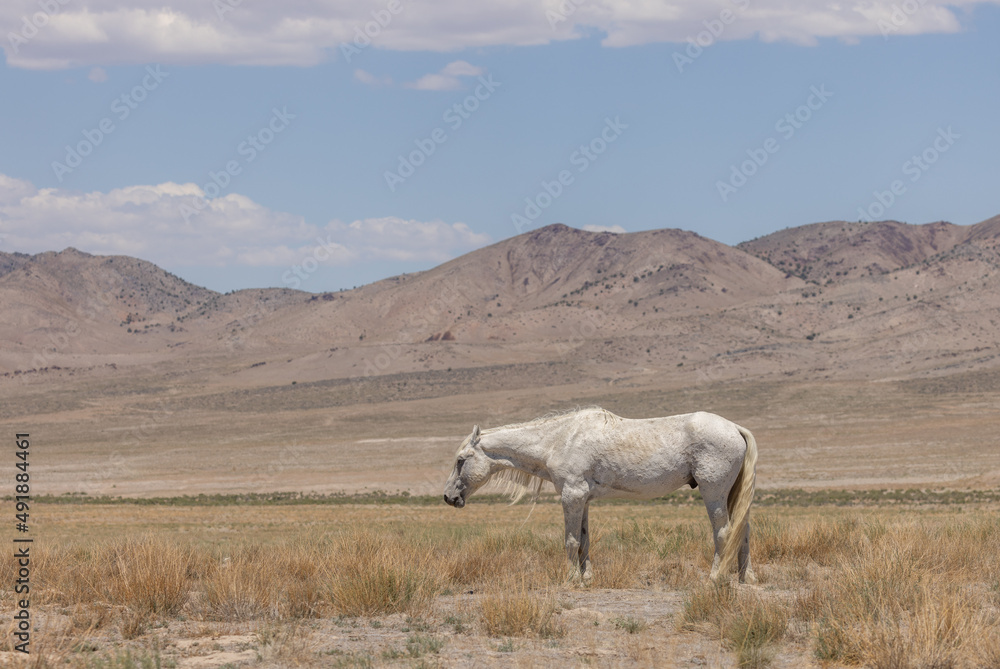 Fototapeta premium Wild Horse Stallion in the Utah Desert in Summer