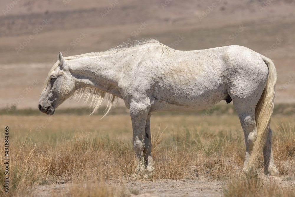 Wild Horse Stallion in the Utah Desert in Summer Wild Horse Stallion in the Utah Desert in Summer