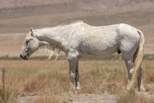 Fototapeta Naklejka Na Ścianę i Meble -  Wild Horse Stallion in the Utah Desert in Summer